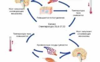 Температура то поднимается то падает у взрослого