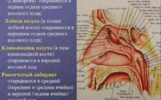Строение гайморовой пазухи анатомия