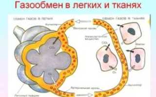 Что такое газообмен в биологии