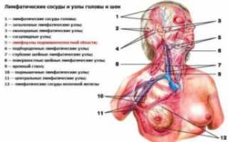 Лимфоузлы на челюсти расположение