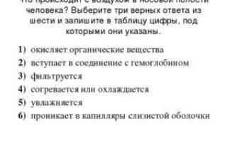 Что происходит с воздухом в носовой полости